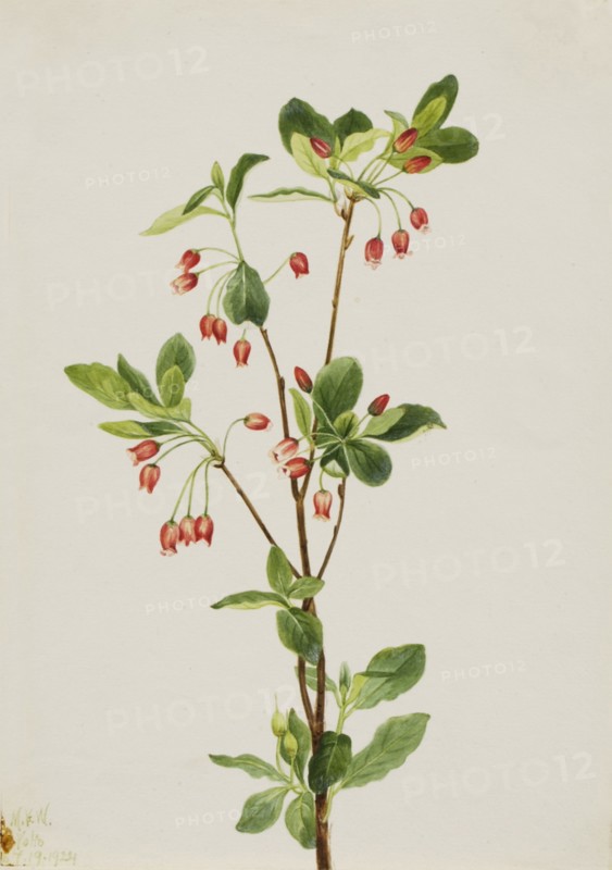 Western Menziesia (Menziesia glabella), 1924.