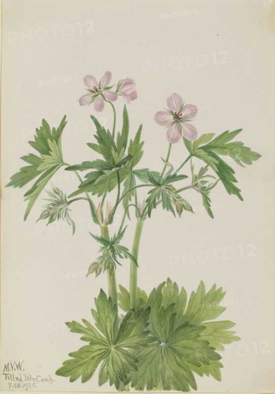 Western Cranesbill (Geranium viscosissimum), 1925.