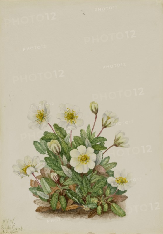 White Dryad (Dryas octopetala), 1925.