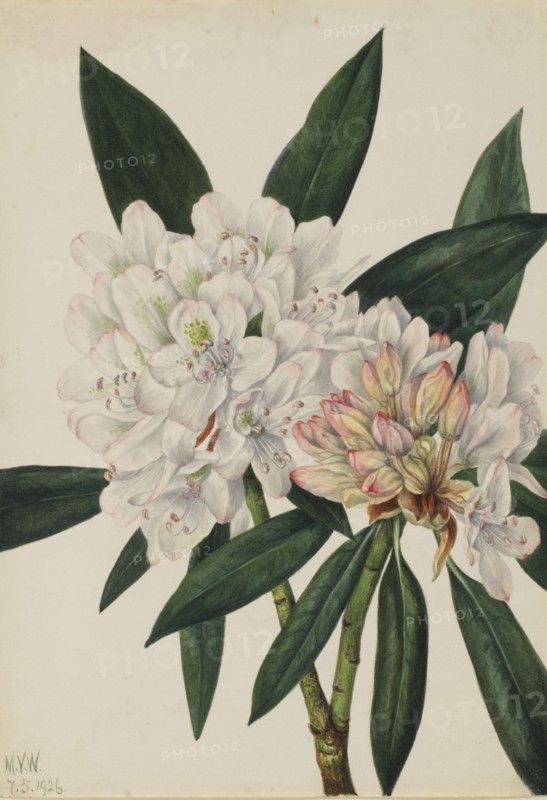 Rosebay Rhododendron (Rhododendron maximum), 1926.