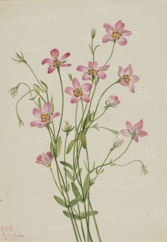 Saltmarsh Rosegentian (Sabbatia stellaris), 1926.