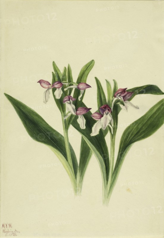 Showy Orchis (Orchis spectabilis), 1926.