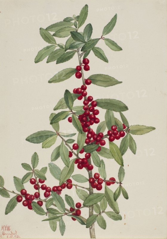 Yaupon (Ilex vomitoria), 1926.