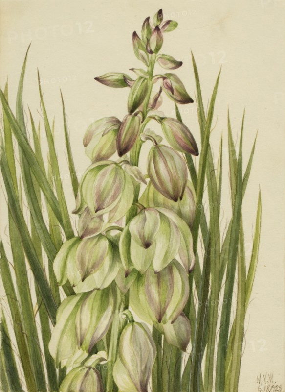 Yucca (Yucca baileyi), 1928.