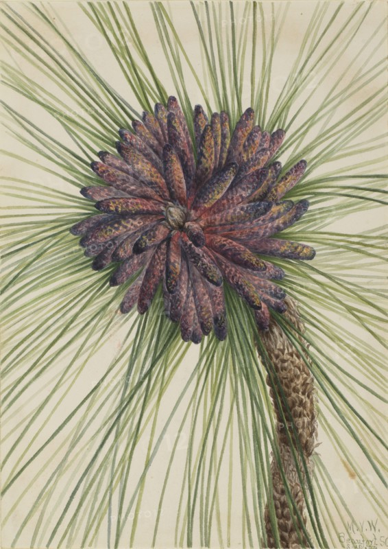 Longleaf Pine (Pinus palustris), 1929.
