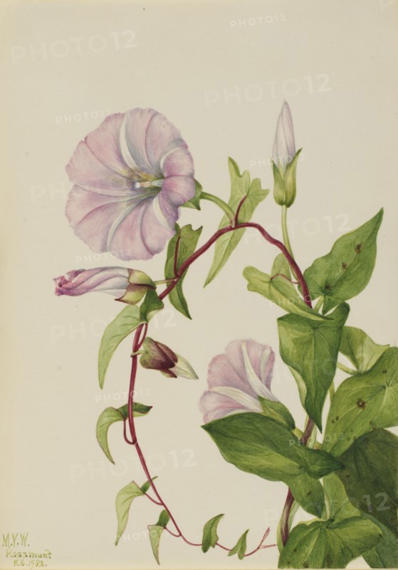 Hedge Bindweed (Calystegia (Convolvulus) sepium), 1932.
