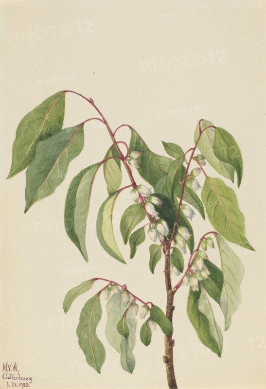 Persimmon (Diospyros virginiana), 1932.
