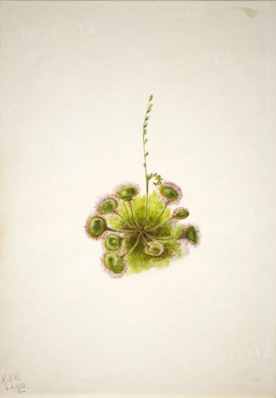 Roundleaf Sundew (Drosera rotundifolia), 1933.