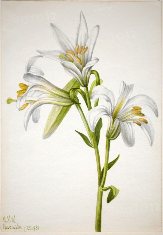 Washington Lily (Lilium washingtonianum), 1933.