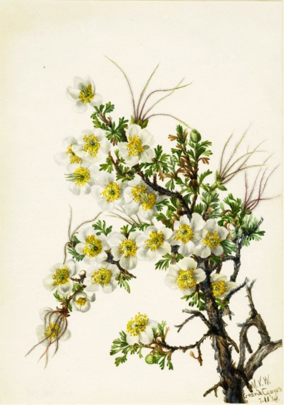 Cliffrose (Cowania stanshuriana), 1934.