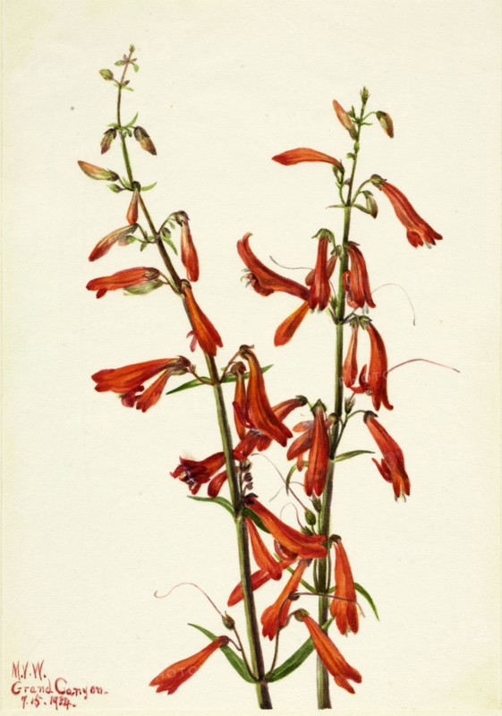 Pentstemon (Pentstemon barbatus), 1934.