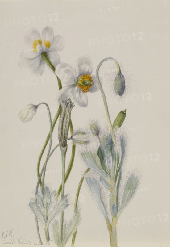 Bearpoppy (Arctomecon merriami), 1935.