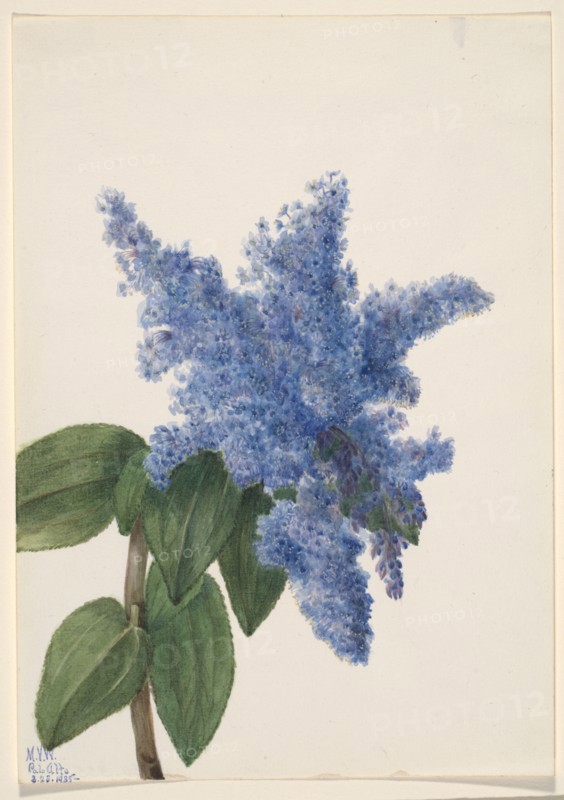 California Lilac (Ceanothus thyrsiflorus), 1935.