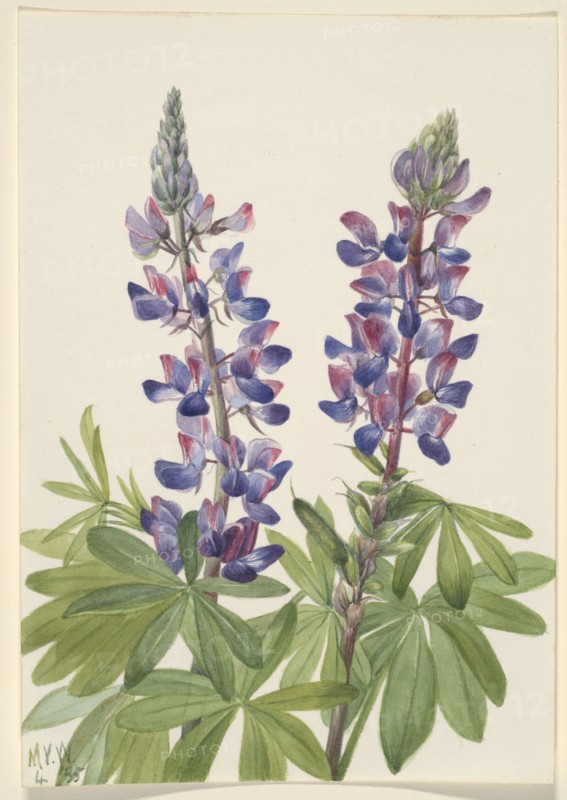 Lupine (Lupinus fornosus), 1935.