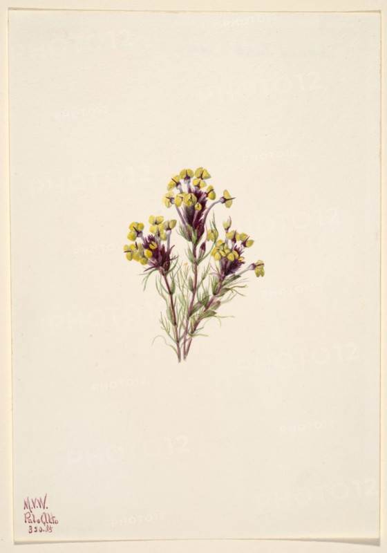 Owl's Clover (Orthocarpus erianthus), 1935.