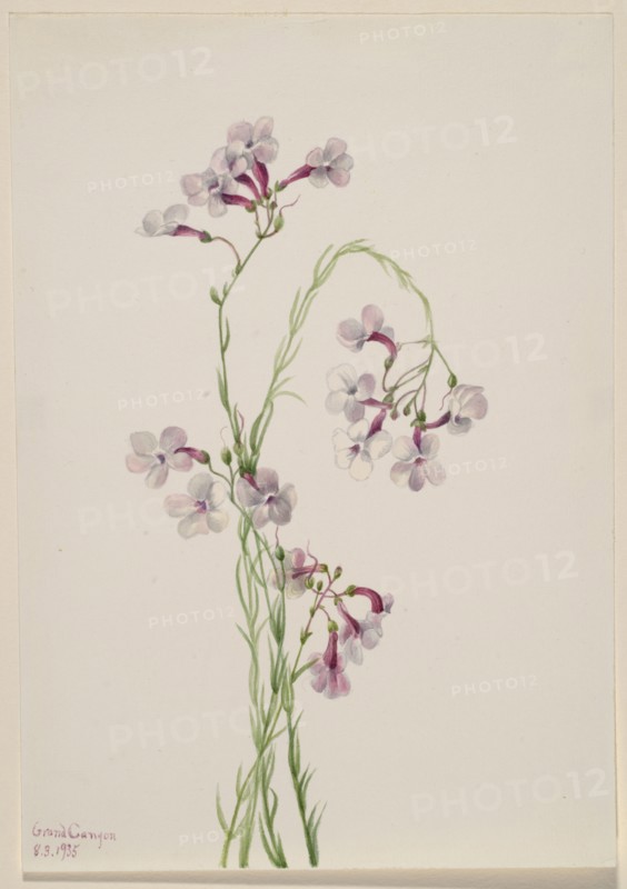 Pentstemon ambiguus, 1935.