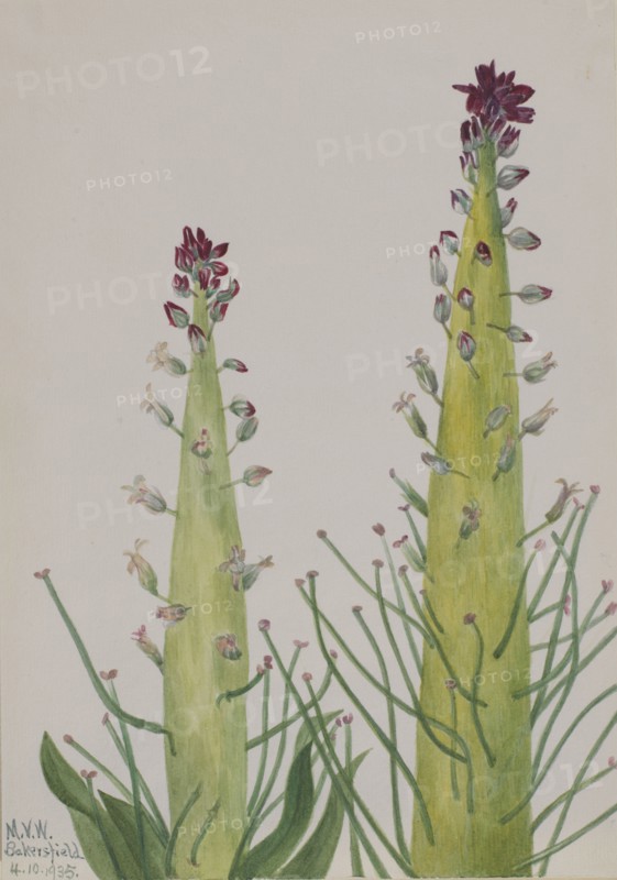 Squaw-Cabbage (Caulanthus inflatus), 1935.