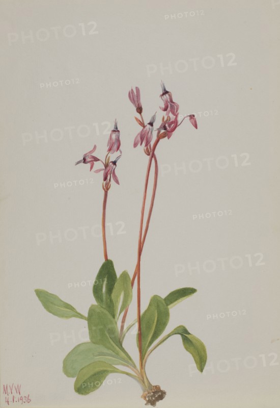 Shooting Star (Dodecatheon hendersonii), 1936.