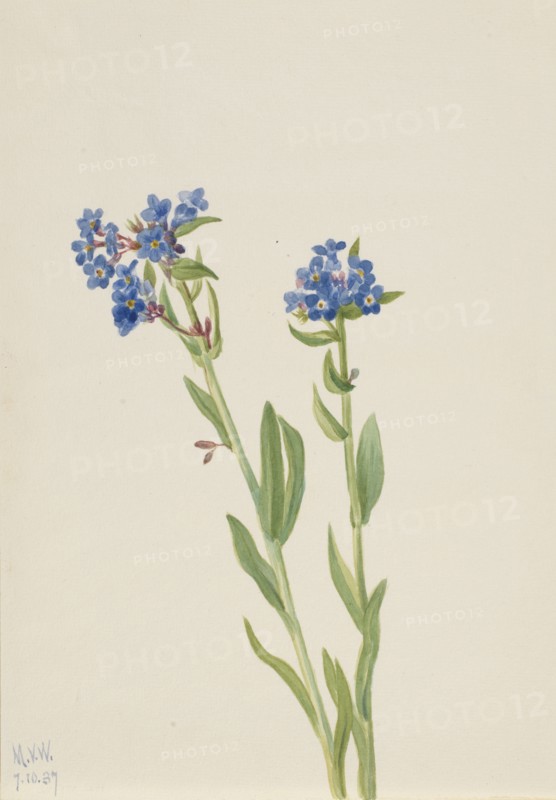 Alpine Forget-Me-Not (Myosotis alpestris), 1937.