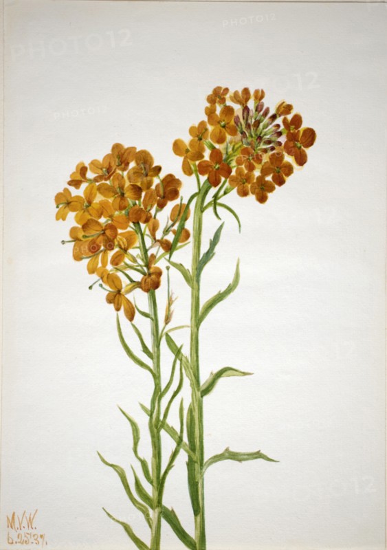 Wallflower (Erysimum wheeleri), 1937.