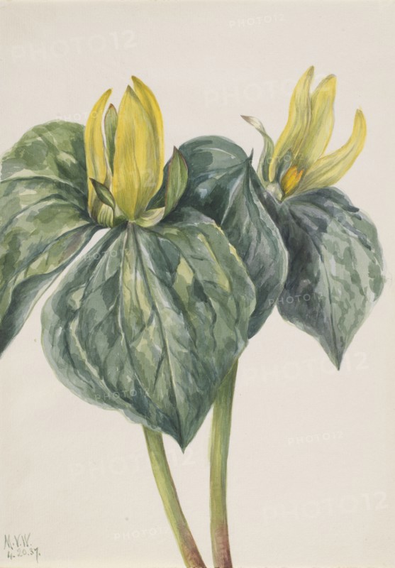 Whippoorwill Flower (Trillium hugeri), 1937.