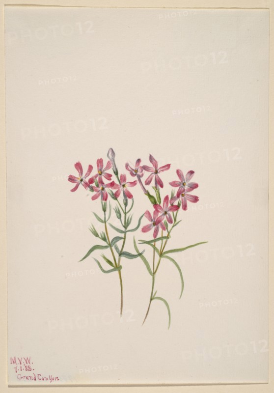 Phlox stansburyi, 1938.