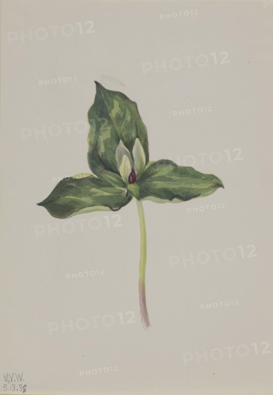Trillium discolor, 1938.