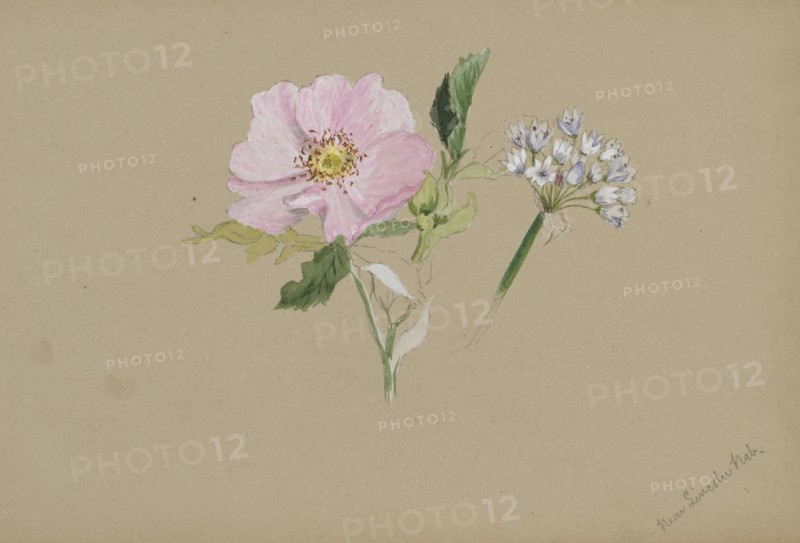 (Untitled--Flower Study), ca. 1876-1878.