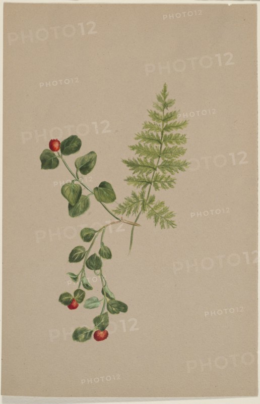 Partridgeberry (Mitchella repens), ca. 1883.