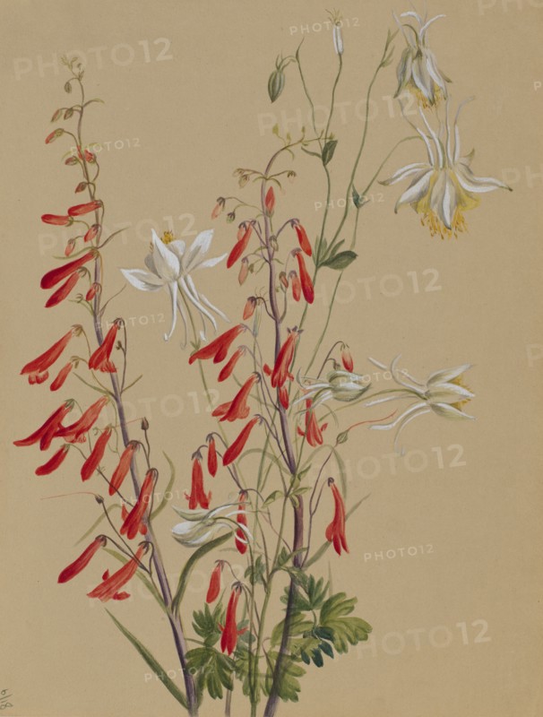Untitled--Flower Study, ca. 1883-1900.
