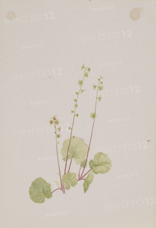 Mitella nuda, ca. 1900-1920.