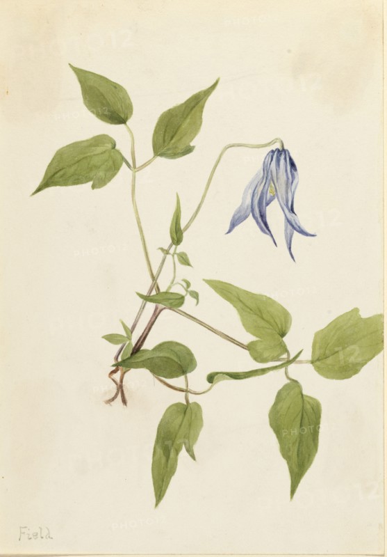 Columbia Clematis (Clematis columbiana), ca. 1900-1925.