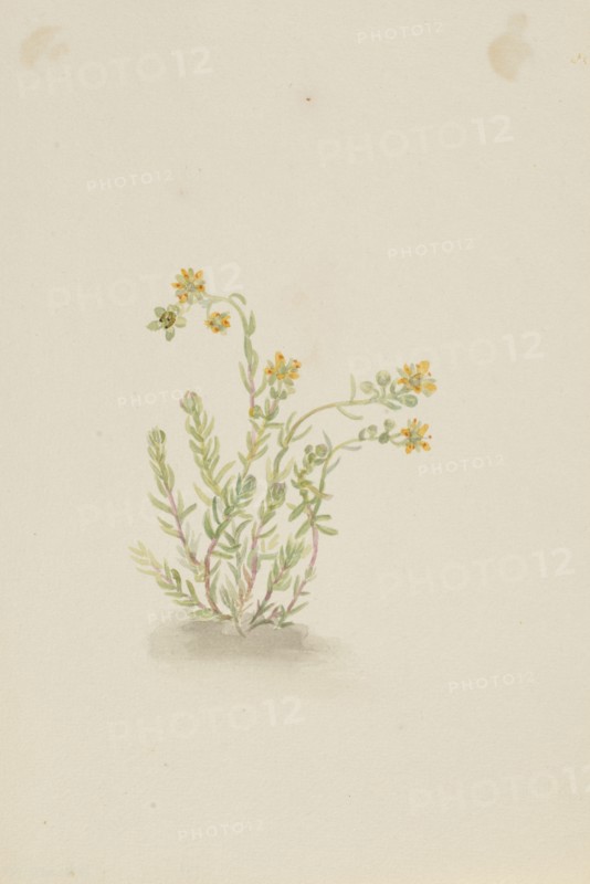 Sedum stenopetalum, ca. 1917-1918.