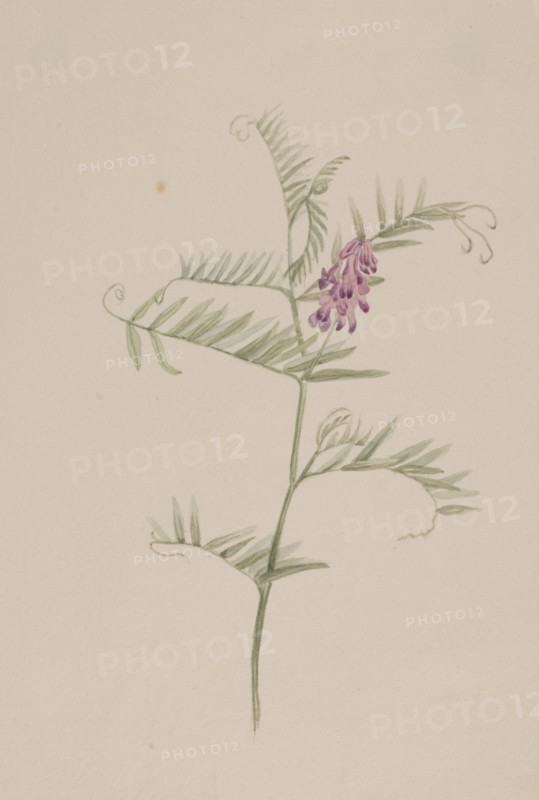 Vicia americana, ca. 1917-1918.
