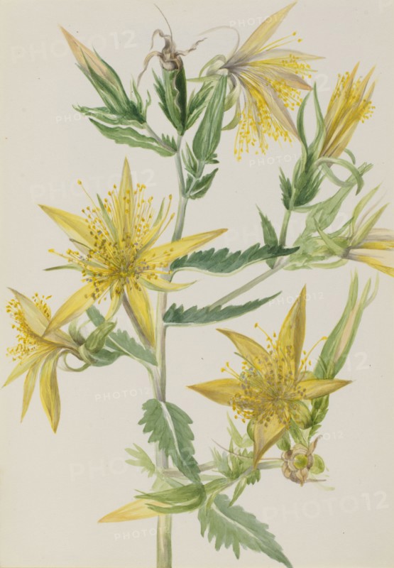 Blazing Star (Mentzelia laevicaulis), ca. 1930s.