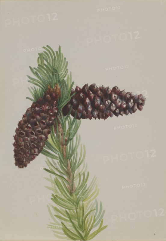 Bristle-Cone Pine (Pinus aristata), ca. 1930s.