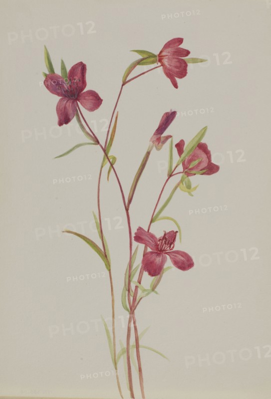 Farewell to Spring (Godetia amoena lilja), ca. 1930s.