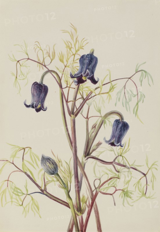 Leather Flower (Clematis hirsutissima), ca. 1930s.