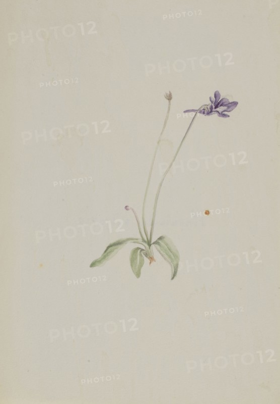 Pinguicula vulgaris, ca. early 1930s.