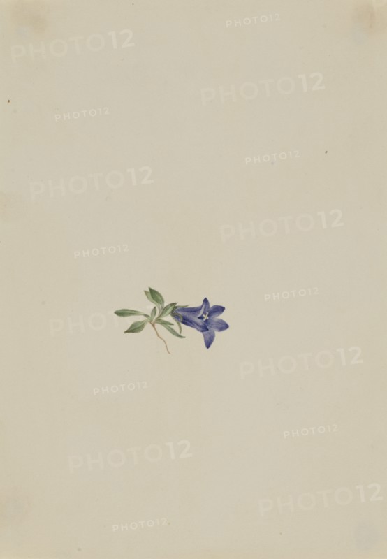 Alpine Harebell (Campanula lasiocarpa), n.d.