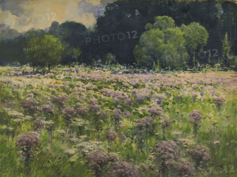 Field of Joe Pie Weeds (Pride of the Meadow), n.d.