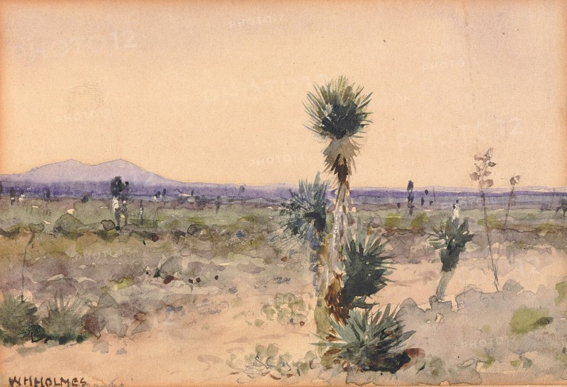 Yuccaland--Chihuahua, Mexico, n.d.