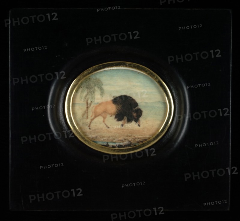 Bisonte con palmeras (Bison with Palm Trees), ca. 1825-1850. Attributed to Goyena family.