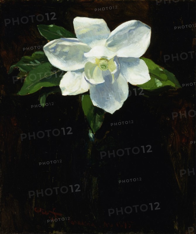 Magnolia, 1895.