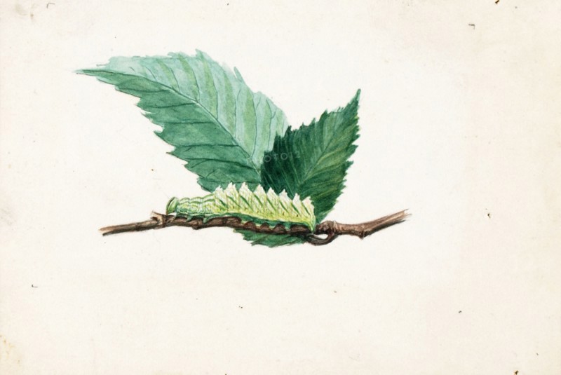 Jagged Leaf Edge Caterpillar, study for book Concealing Coloration in the Animal Kingdom, late 19th-early 20th century.
