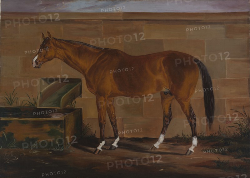 Portrait of Lexington, ca. 1857.