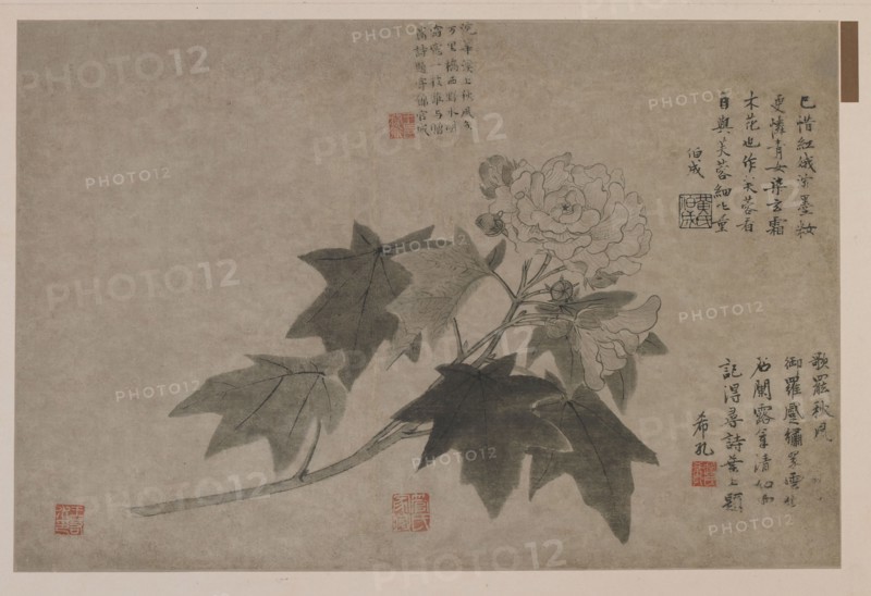 Hibiscus, 1347.