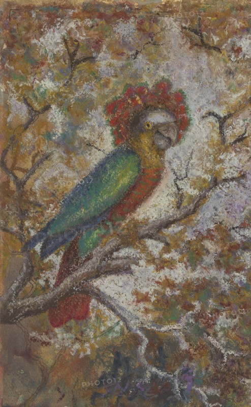 Parrot, 1909.