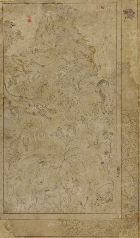Drawing of animals and plants, early 17th century.