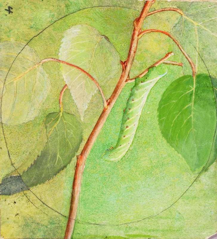 Sphinx Caterpillar, study for book Concealing Coloration in the Animal Kingdom, n.d.